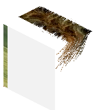 kyoshiu