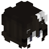 qRaZoR