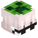sqaute