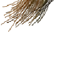 kyoshiu